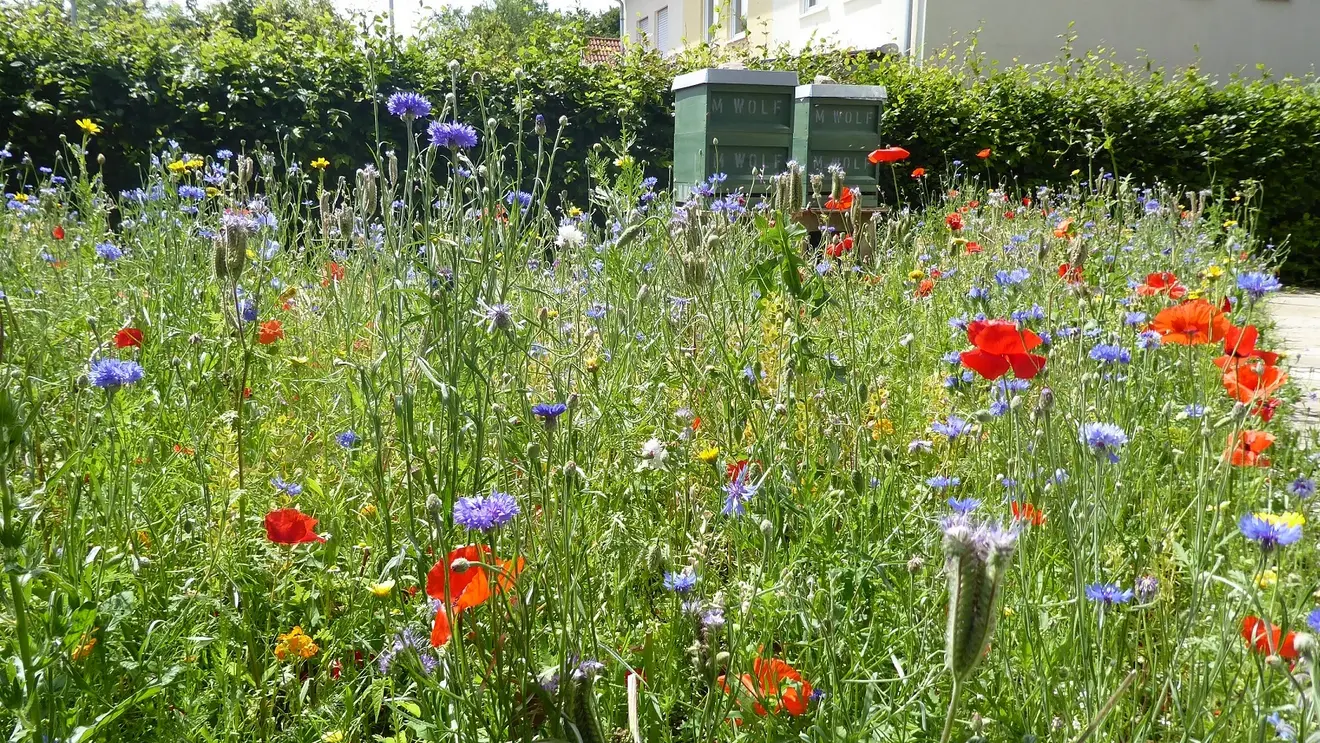 Das Bild zeigt eine Wiese mit blühenden Sommerblumen. Im Hintergrund sind zwei Bienenkästen zu sehen.