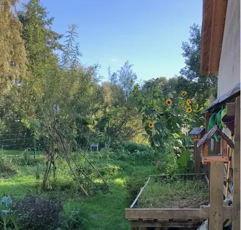 Ein wilder grüner Garten mit Sonnenblumen und blauem Himmel.